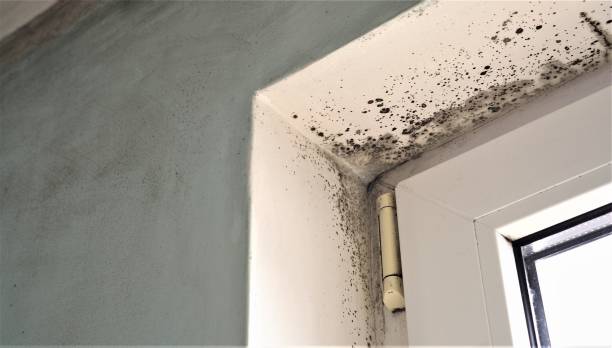 Mold Documentation for Insurance Claims in Calico Rock, AR