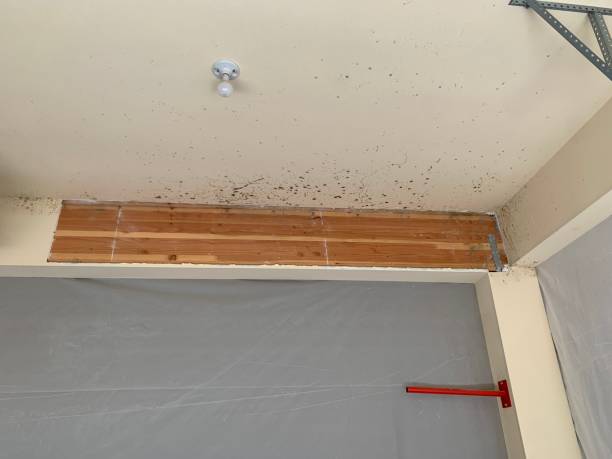 Best Environmental Consulting for Mold Prevention  in Calico Rock, AR